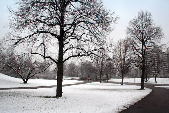 公園里的雪