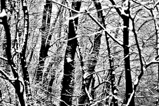 雪和Woods