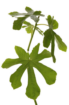 無花果樹