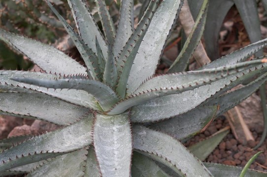 仙人掌