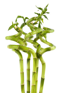 竹類植物