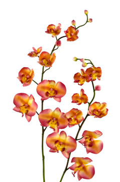 蘭花