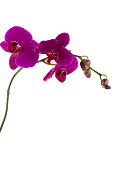 蘭花