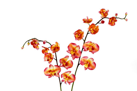 蘭花