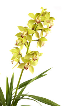 蘭花