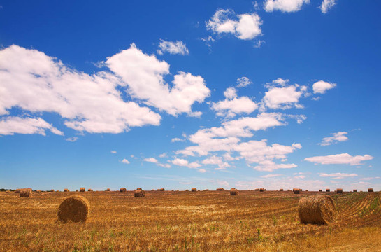 干草的土地上金色的包