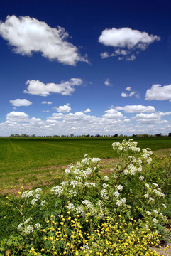 野花；田野；天空
