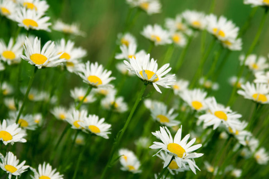 camomiles