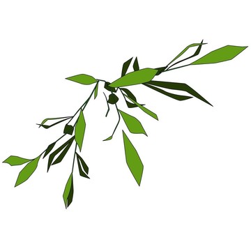 爬山虎1