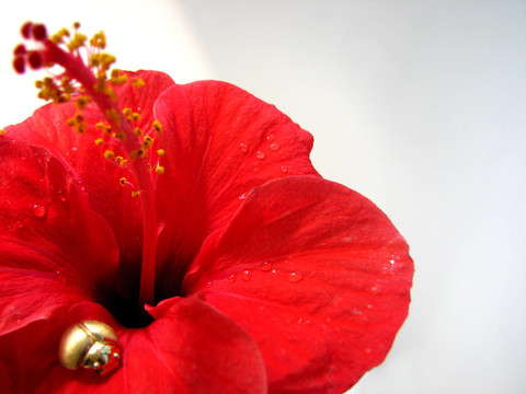 紅色的花