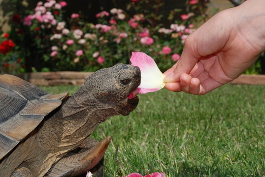 乌龟吃玫瑰