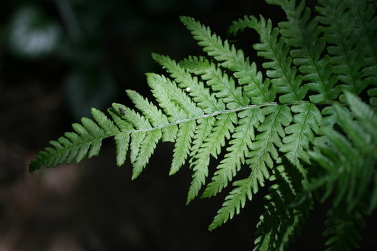 蕨類植物