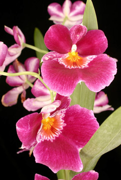 靠近蘭花