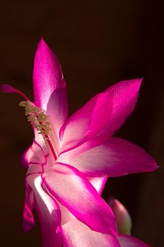 仙人掌花