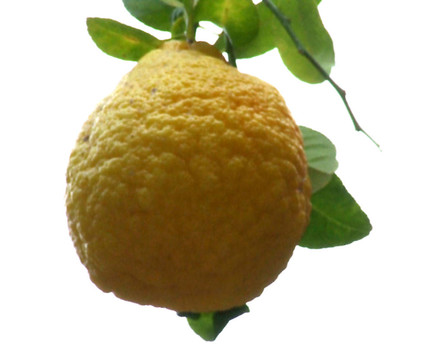 檸檬樹