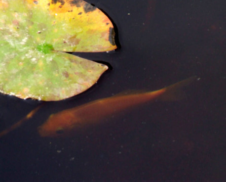 紅色的魚