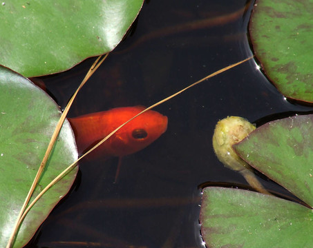 紅色的魚