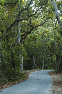營(yíng)地的路
