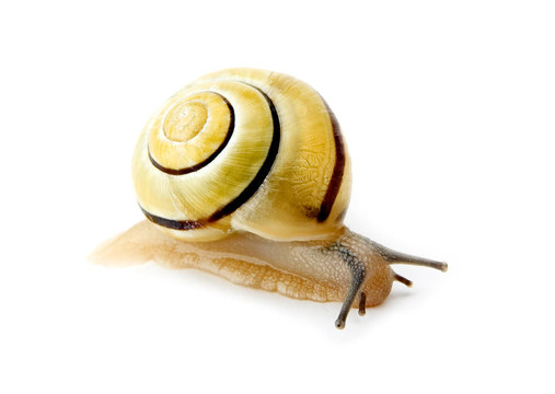 蝸牛