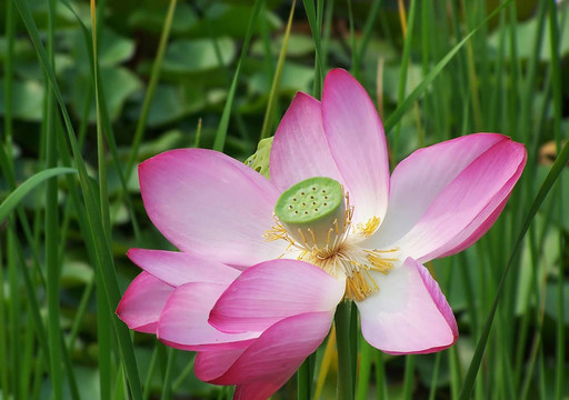 蓮花