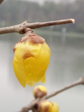 臘梅花