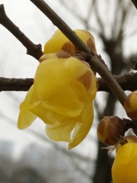 臘梅花