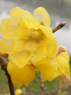 臘梅花
