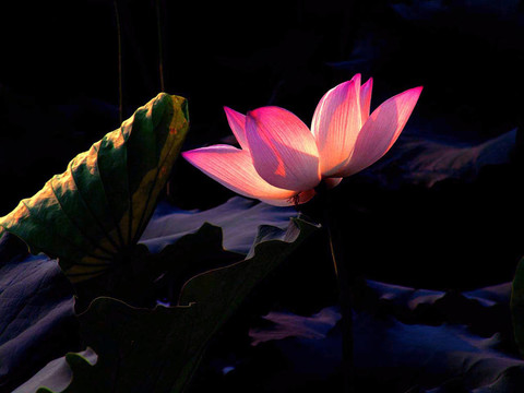 蓮花