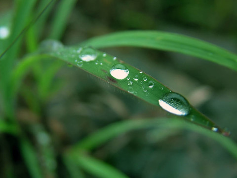 樹(shù)葉上的露珠