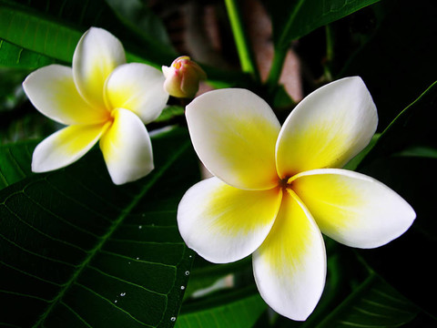 赤素馨花