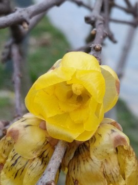臘梅花