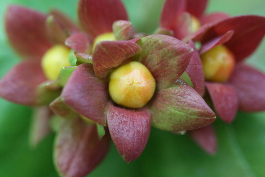 貫葉連翹花蕾