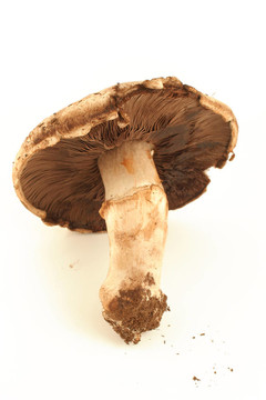 mushroomo品