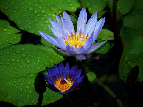 蓮花