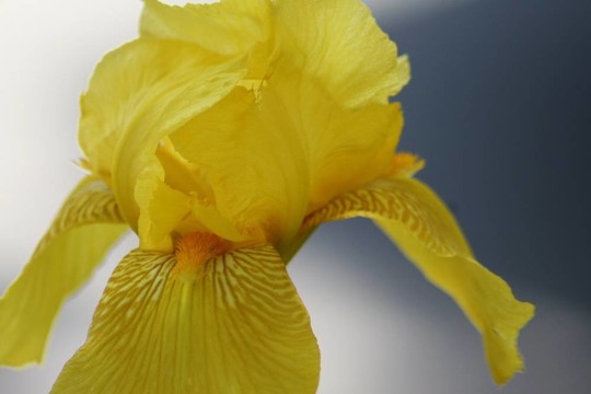 黃色蝴蝶花