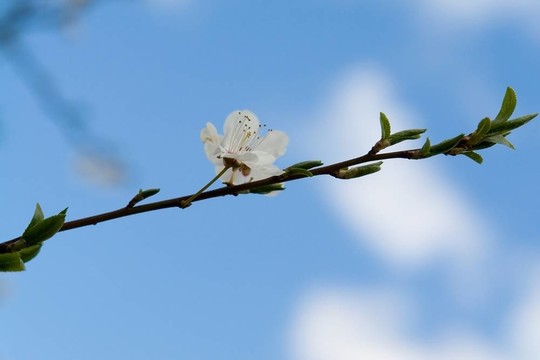 白色的花
