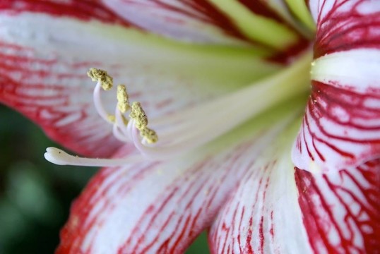 花粉病1