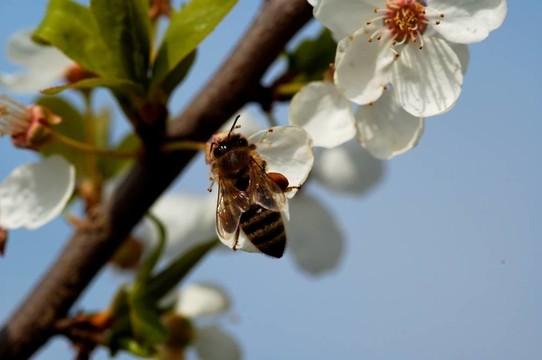 蜜蜂