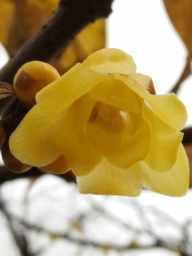 臘梅花