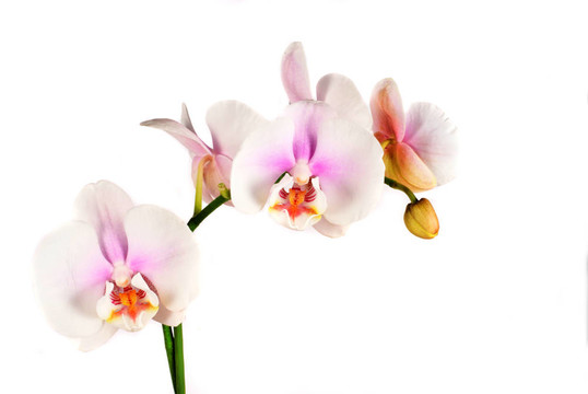 蘭花