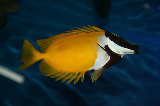 Chaetodon；