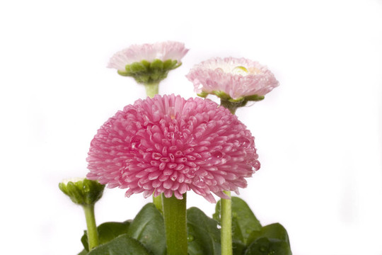 粉紅色的雛菊