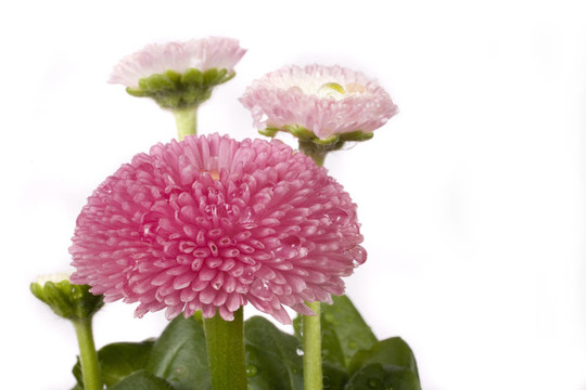 粉紅色的雛菊