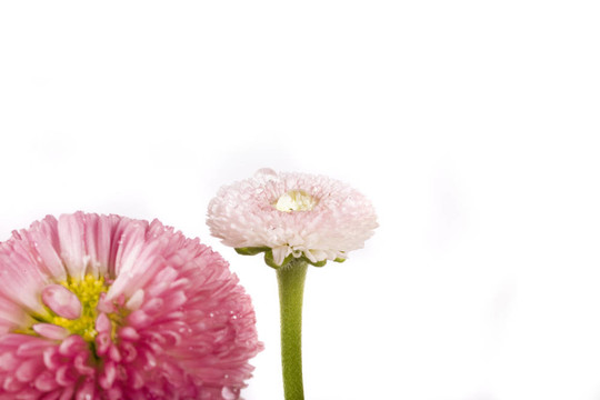 粉紅色的雛菊