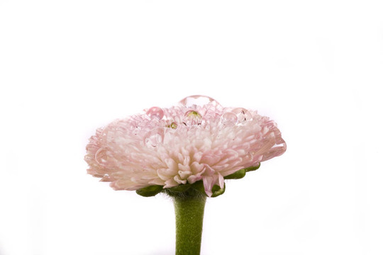 粉紅色的雛菊