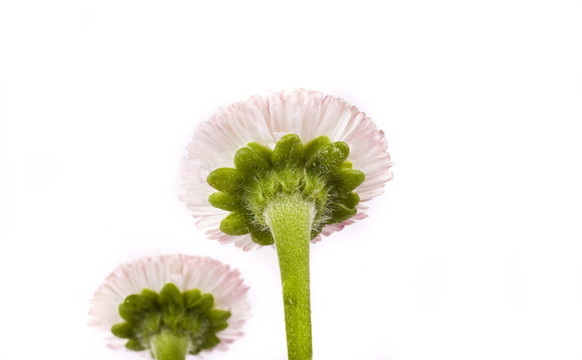 粉紅色的雛菊