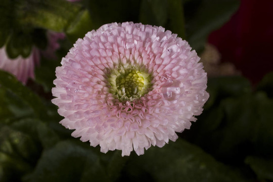 粉紅色的雛菊