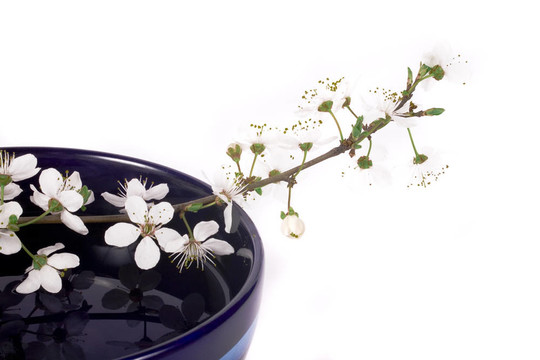 櫻花