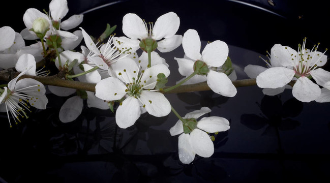 櫻花