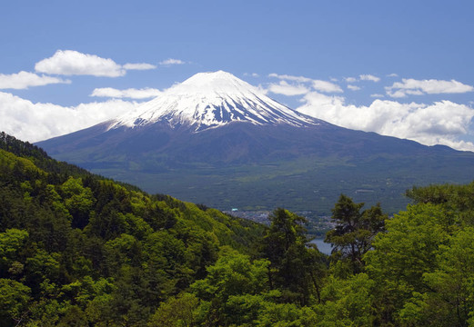 松樹之海